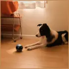 Intelligent companion robot ENABOT   EBO Air2 pink Фото num