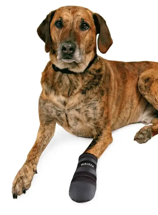 Protective boots for dogs - Trixie Walker Care Protective Boots "XL" 2pcs, German Shepherd Photo