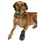 Protective boots for dogs - Trixie Walker Care Protective Boots "XL" 2pcs, German Shepherd Photo