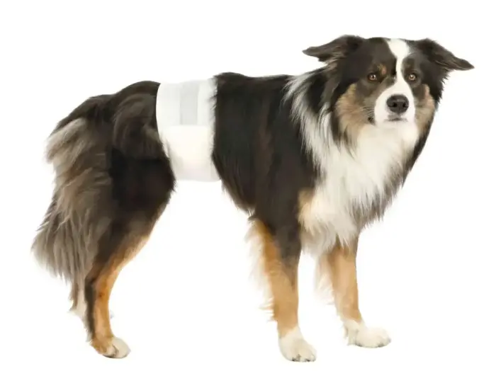 Diapers for male dogs - Trixie Diapers for male dogs, L-XL, 60-80 cm, 12 pcs Photo