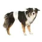 Diapers for male dogs - Trixie Diapers for male dogs, L-XL, 60-80 cm, 12 pcs Photo