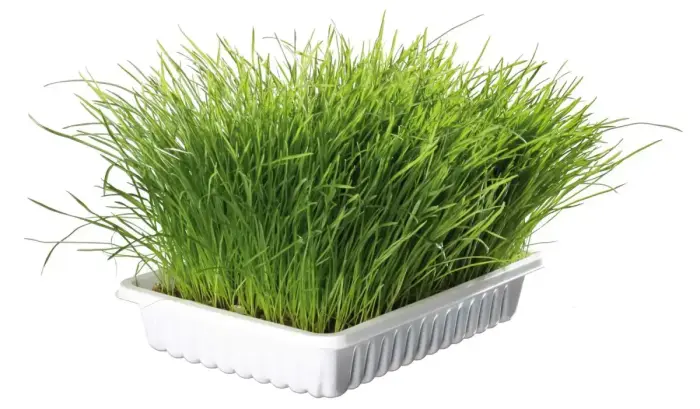 Grass for kittens : Trixie Bio Cat Grass (bowl), 100 g Photo
