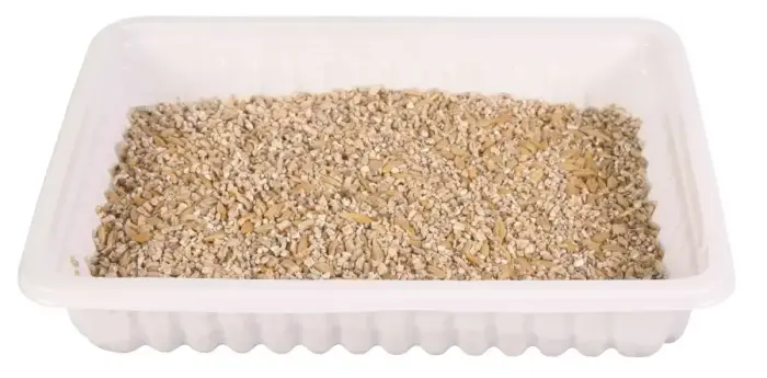 Grass for kittens : Trixie Bio Cat Grass (bowl), 100 g Photo