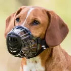 Uzpurnis suņiem - Trixie Muzzle, Plastic. Size M, 23.5 cm, 6.6cm Photo
