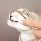 Zobu kopšanas komplekts kaķiem : Trixie Dental Hygiene Set for cats. Foto 2