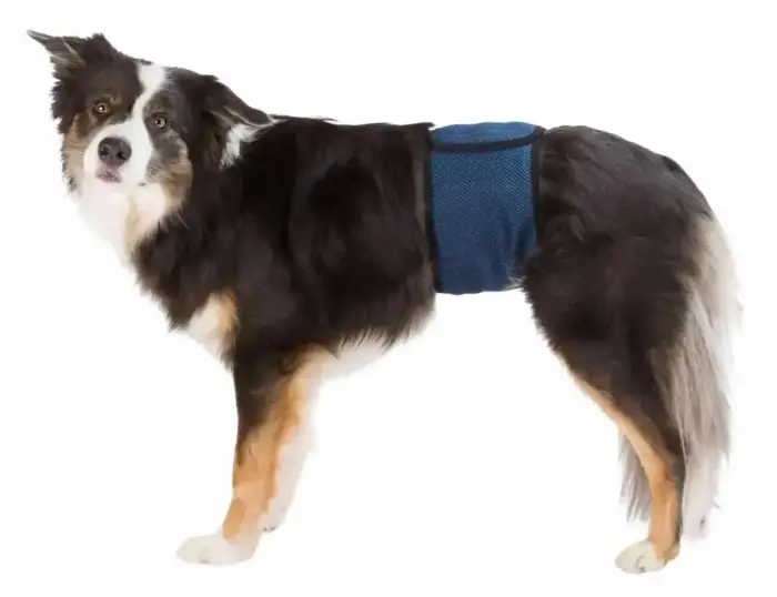 Diapers for male dogs : Trixie Diapers for male dogs, mesh material, S-M: 37-45 cm, dark blue Photo