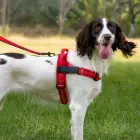Dog harness REFLECTIVE SILK size XS red Photo
