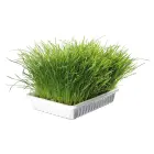 Grass for kittens : Trixie Bio Cat Grass (bowl), 100 g Photo